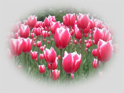 http://www.ocsa.hu/userfiles/image/anyaknapja/anyaknapja.jpg